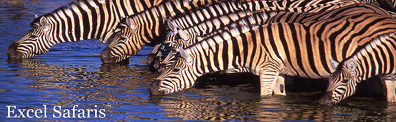 Zebras Drinking